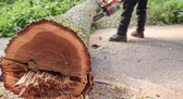 Abattage d’arbre 45 à Orléans